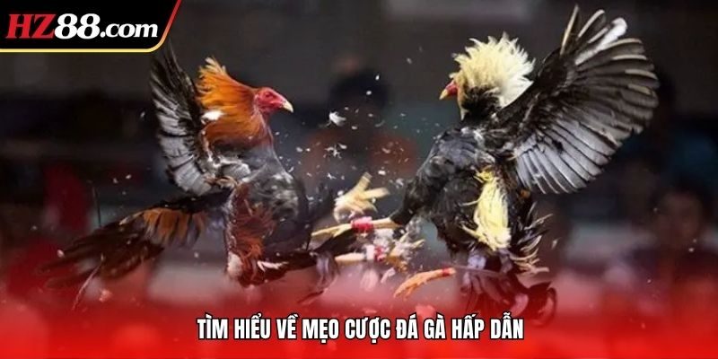 giới thiệu chung về mẹo cược đá gà tại hz88 giới thiệu chung về mẹo cược đá gà tại hz88