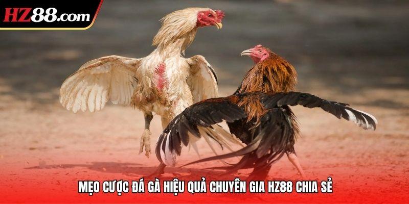 mẹo cược đá gà tại hz88